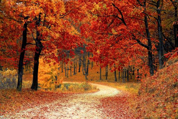 Colourful forest